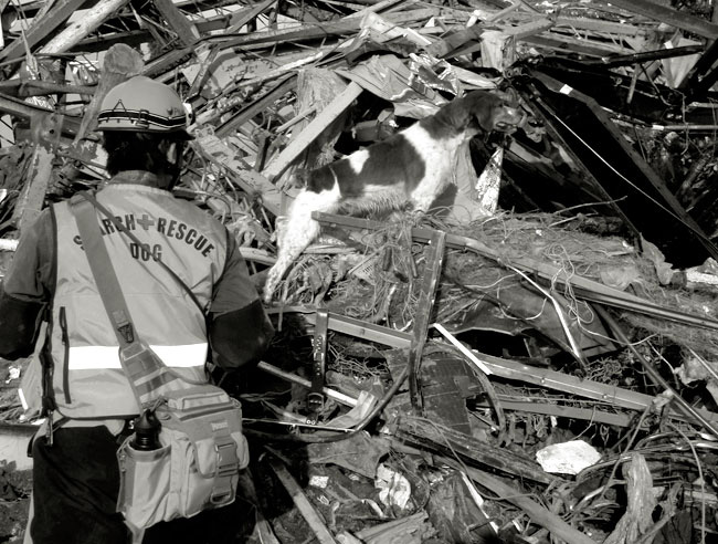 日本救助犬協会東日本大震災救助活動報告展