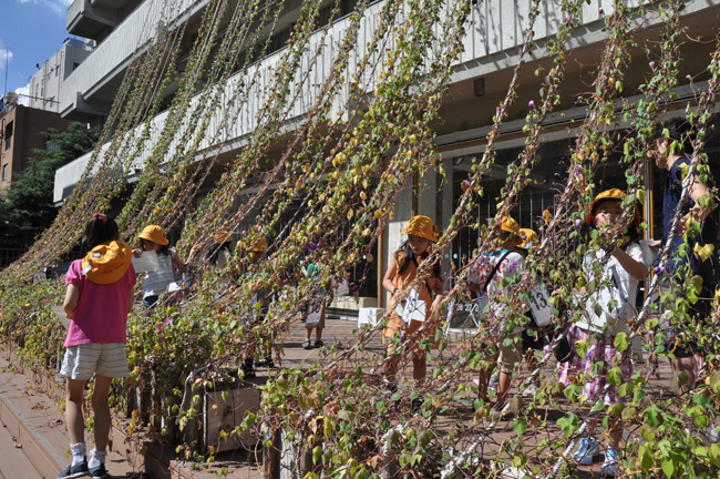 明後日朝顔プロジェクト2011 千代田 収穫祭へのお誘い