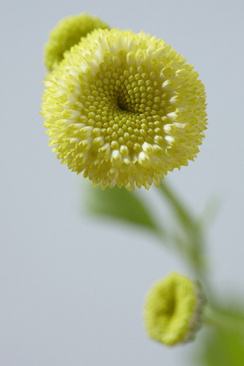花阿彌フラワーデザイン展　花でつくるオブジェ"いやしのかたち"